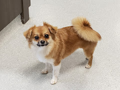 4-Paws Na Tail logo