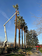 A Plus Ramirez Tree Service logo