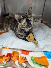 Adopt A Cat Foundation logo