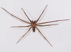 Advanced Pest Specialists logo