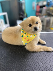 All About Pets Grooming logo