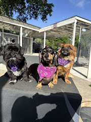 All Breed Grooming and Pet Day Care logo