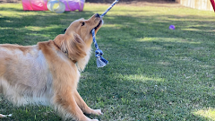 Amie's At Home Pet Care logo