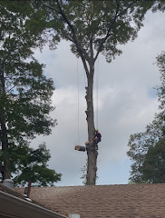Angels Landscaping Tree Work & Design logo
