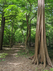 Bailey Arboretum County Park logo