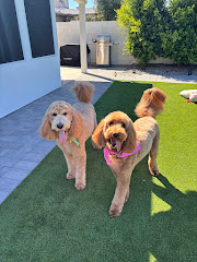 BarkHaus Dog Grooming logo