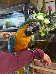 Bay Area Parrot Rescue logo