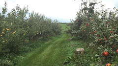 Blossom Hill Orchard & Farm logo