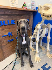 Blue Line K-9 Dog Training logo