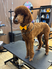Blue Ribbon Pet Grooming logo