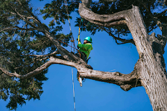 Bunyon Bros. Tree Service logo