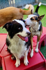 Camp Bow Wow Anaheim logo