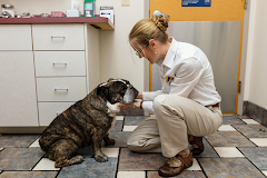Care First Animal Hospital at Glenwood logo