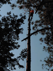 Chucks Tree Service Arborist & Tree Surgeon aka woodchuck. logo