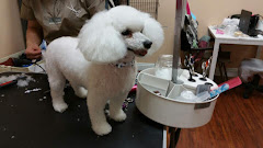 City Dog Pet Grooming logo