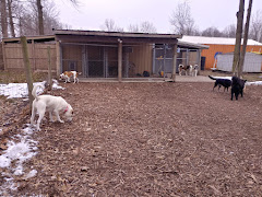 Currey's Family Pet Care logo
