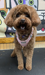 DeTails Dog Grooming LLC logo
