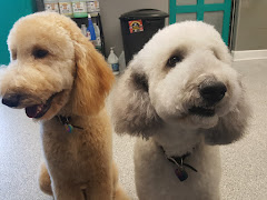 Dream Team Pet Grooming LLC logo