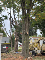 DS Tree Trimming & Stump Removal logo