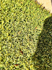 EnviroGuard Pest Control logo