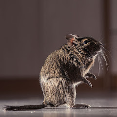 Eyring Pest logo