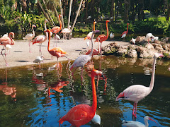 Flamingo Gardens logo