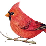 For The Birds of Acadiana logo