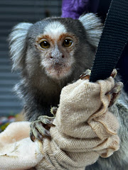 GreyHaven Exotic Pet Boarding logo