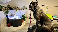 Grooming by Morgan Bailey logo