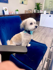 Hair Of The Dog Grooming Salon logo