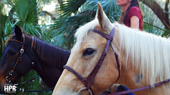 Hidden Palms Ranch logo