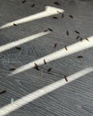 Horizon Termite Control Inc. logo