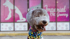 Imperial Pet Grooming logo
