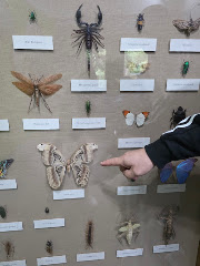 Insect Zoo logo