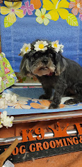 K9 King Dog Grooming & Boarding. logo