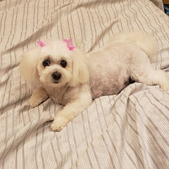 Kay's Pet Grooming logo