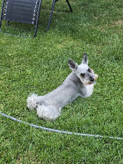 Lucky Paws Pet Care logo