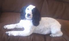Metz Dog Grooming logo