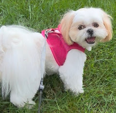 Muddy Paws Grooming logo