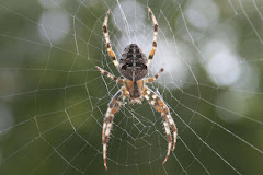 OPC Pest Services – Pest Control & Exterminator, Wheeling, IL logo
