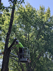 Organic tree service. logo