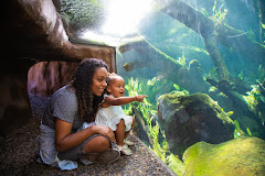 Palo Alto Junior Museum and Zoo logo
