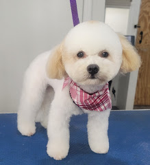 Pawsitively Beautiful Grooming logo