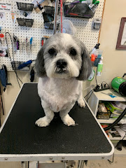 Pet Country Grooming logo