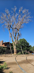 Rams Trees Services logo