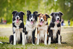 Red Rover Adventures In Pet Care logo