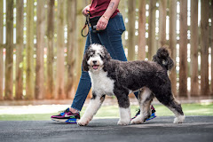 Revival Dog Training - West University logo