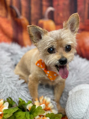 Starlight Grooming Salon and Mobile Pet Grooming logo