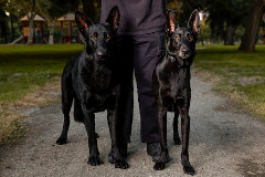 Steven Shepherd K9 Academy logo
