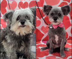 Styles by Sal Mobile Dog Grooming logo